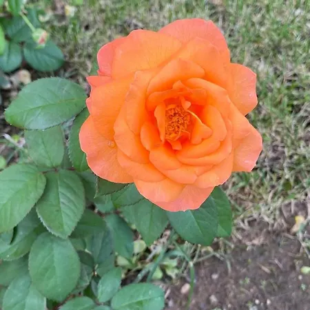 Il Casale Delle Rose *